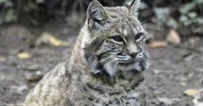 National Zoo Park Bobcat